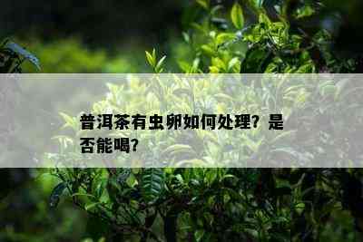 普洱茶有虫卵如何处理？是否能喝？