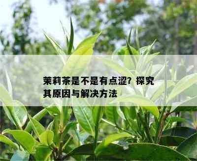 茉莉茶是不是有点涩？探究其原因与解决方法