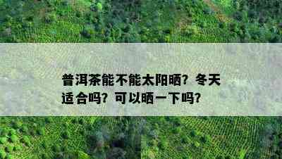 普洱茶能不能太阳晒？冬天适合吗？可以晒一下吗？