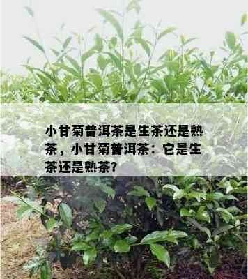 小甘菊普洱茶是生茶还是熟茶，小甘菊普洱茶：它是生茶还是熟茶？