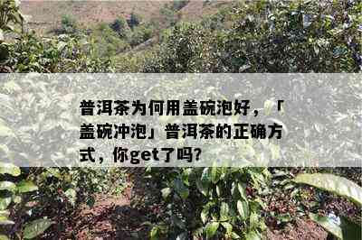 普洱茶为何用盖碗泡好，「盖碗冲泡」普洱茶的正确方式，你get了吗？