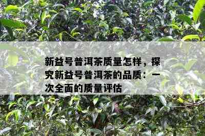 新益号普洱茶质量怎样，探究新益号普洱茶的品质：一次全面的质量评估