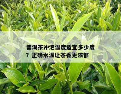 普洱茶冲泡温度适宜多少度？正确水温让茶香更浓郁