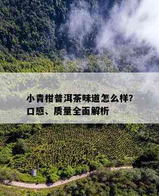 小青柑普洱茶味道怎么样？口感、质量全面解析