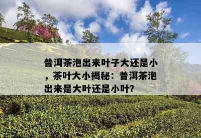 普洱茶泡出来叶子大还是小，茶叶大小揭秘：普洱茶泡出来是大叶还是小叶？