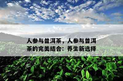 人参与普洱茶，人参与普洱茶的完美结合：养生新选择