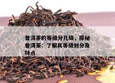 普洱茶的等级分几级，探秘普洱茶：了解其等级划分及特点