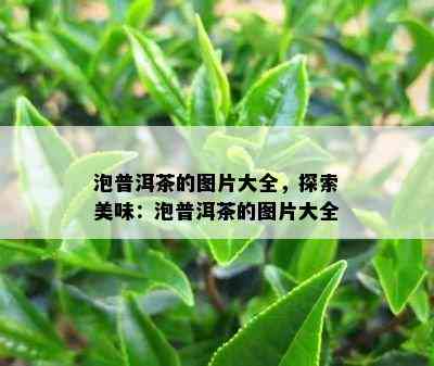 泡普洱茶的图片大全，探索美味：泡普洱茶的图片大全