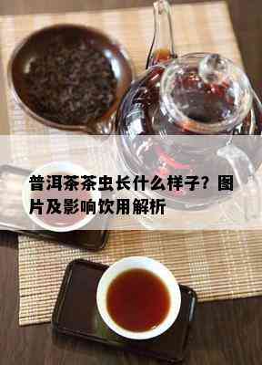 普洱茶茶虫长什么样子？图片及影响饮用解析