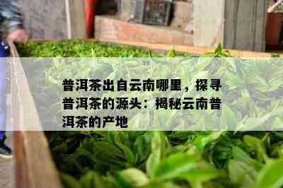 普洱茶出自云南哪里，探寻普洱茶的源头：揭秘云南普洱茶的产地