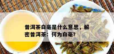 普洱茶白毫是什么意思，解密普洱茶：何为白毫？