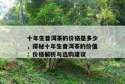 十年生普洱茶的价格是多少，探秘十年生普洱茶的价值：价格解析与选购建议