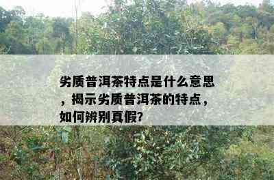 劣质普洱茶特点是什么意思，揭示劣质普洱茶的特点，如何辨别真假？