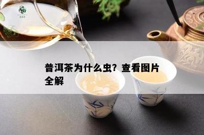 普洱茶为什么虫？查看图片全解