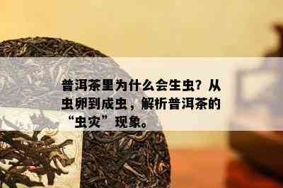 普洱茶里为什么会生虫？从虫卵到成虫，解析普洱茶的“虫灾”现象。