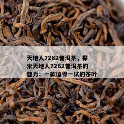 天地人7262普洱茶，探索天地人7262普洱茶的魅力：一款值得一试的茶叶