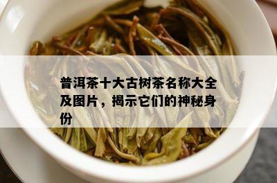 普洱茶十大古树茶名称大全及图片，揭示它们的神秘身份