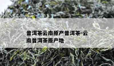 普洱茶云南原产普洱茶-云南普洱茶原产地