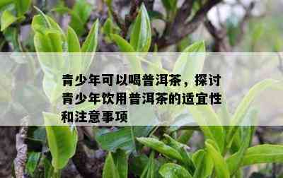 青少年可以喝普洱茶，探讨青少年饮用普洱茶的适宜性和注意事项