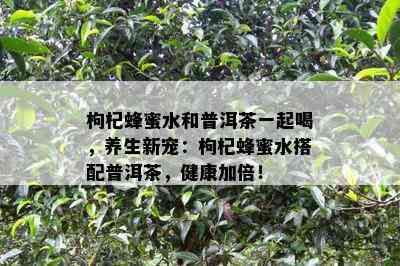 枸杞蜂蜜水和普洱茶一起喝，养生新宠：枸杞蜂蜜水搭配普洱茶，健康加倍！