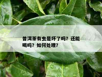 普洱茶有虫是坏了吗？还能喝吗？如何处理？