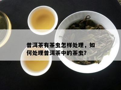 普洱茶有茶虫怎样处理，如何处理普洱茶中的茶虫？