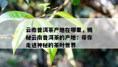 云南普洱茶产地在哪里，揭秘云南普洱茶的产地：带你走进神秘的茶叶世界