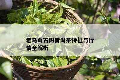 老乌山古树普洱茶特征与行情全解析