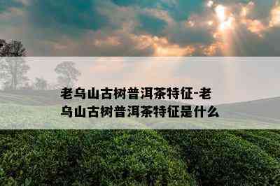 老乌山古树普洱茶特征-老乌山古树普洱茶特征是什么