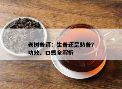 老树普洱：生普还是熟普？功效、口感全解析