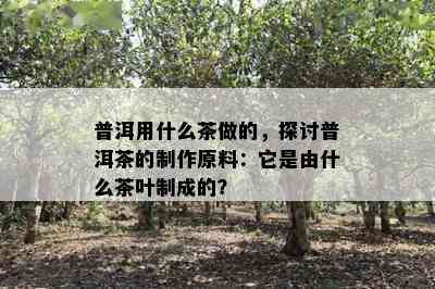 普洱用什么茶做的，探讨普洱茶的制作原料：它是由什么茶叶制成的？