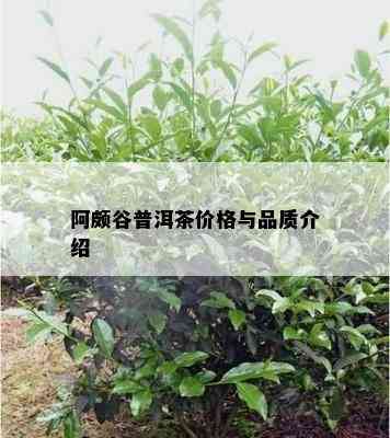 阿颇谷普洱茶价格与品质介绍