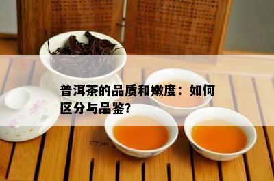 普洱茶的品质和嫩度：如何区分与品鉴？