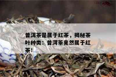 普洱茶是属于红茶，揭秘茶叶种类：普洱茶竟然属于红茶！