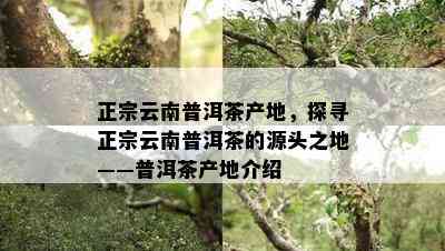 正宗云南普洱茶产地，探寻正宗云南普洱茶的源头之地——普洱茶产地介绍