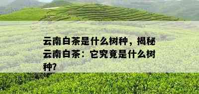 云南白茶是什么树种，揭秘云南白茶：它究竟是什么树种？