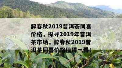 醉春秋2019普洱茶同喜价格，探寻2019年普洱茶市场，醉春秋2019普洱茶同喜价格值得一看！