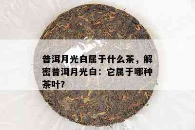 普洱月光白属于什么茶，解密普洱月光白：它属于哪种茶叶？