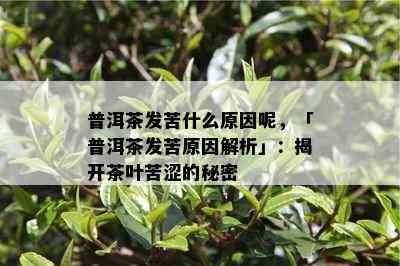 普洱茶发苦什么原因呢，「普洱茶发苦原因解析」：揭开茶叶苦涩的秘密