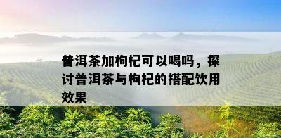 普洱茶加枸杞可以喝吗，探讨普洱茶与枸杞的搭配饮用效果