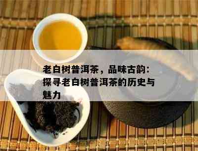 老白树普洱茶，品味古韵：探寻老白树普洱茶的历史与魅力