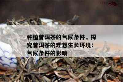 种植普洱茶的气候条件，探究普洱茶的理想生长环境：气候条件的影响