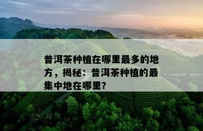 普洱茶种植在哪里最多的地方，揭秘：普洱茶种植的最集中地在哪里？