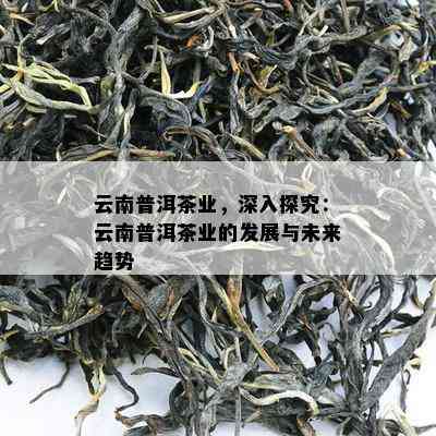 云南普洱茶业，深入探究：云南普洱茶业的发展与未来趋势