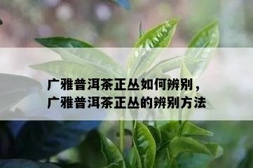 广雅普洱茶正丛如何辨别，广雅普洱茶正丛的辨别方法