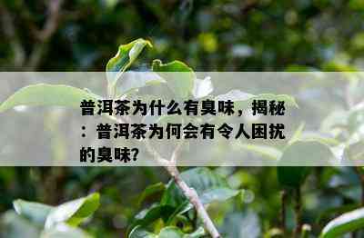 普洱茶为什么有臭味，揭秘：普洱茶为何会有令人困扰的臭味？