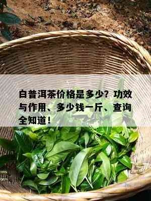 白普洱茶价格是多少？功效与作用、多少钱一斤、查询全知道！