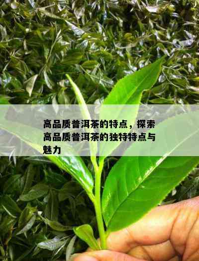 高品质普洱茶的特点，探索高品质普洱茶的独特特点与魅力