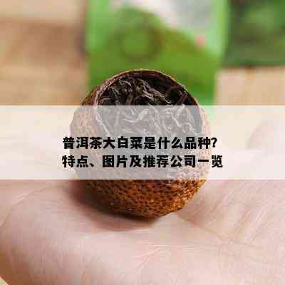 普洱茶大白菜是什么品种？特点、图片及推荐公司一览