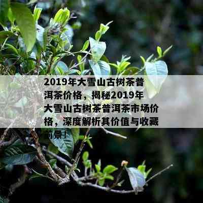 2019年大雪山古树茶普洱茶价格，揭秘2019年大雪山古树茶普洱茶市场价格，深度解析其价值与收藏前景！